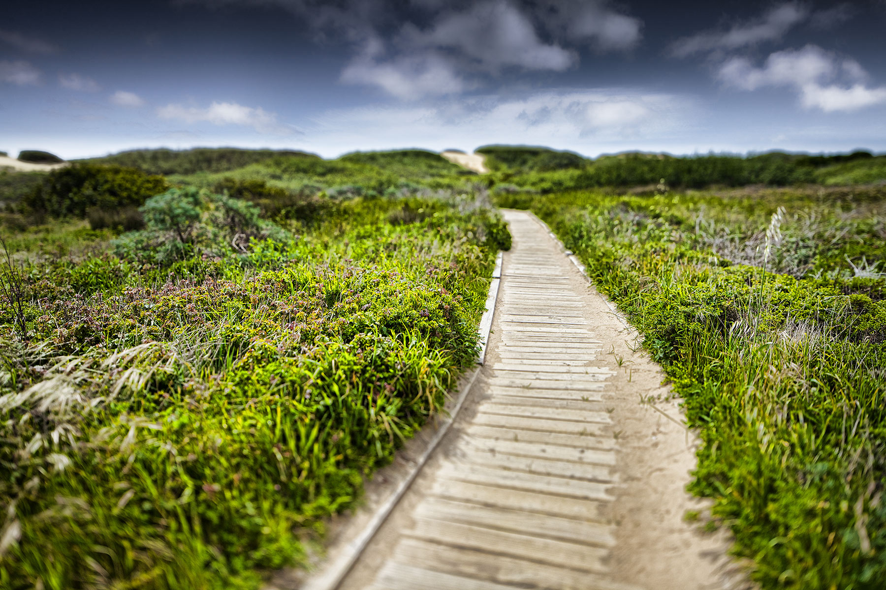 Beach path walkway | Dovis Bird Agency Reps